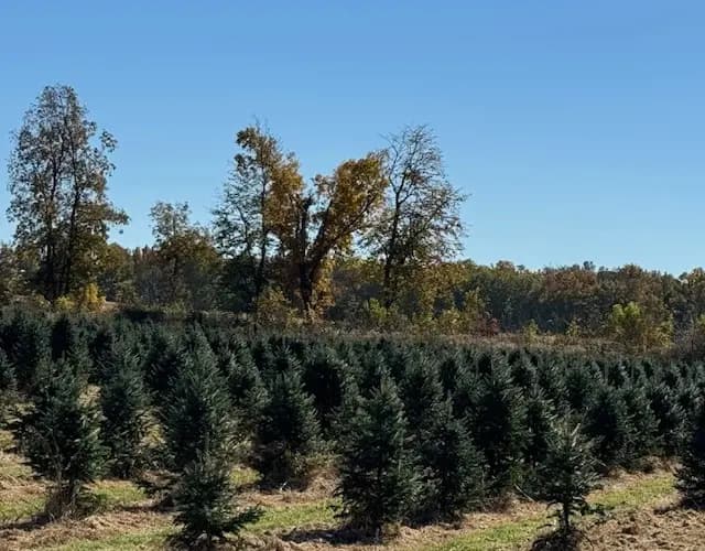 Christmas tree farm field at Bodine's