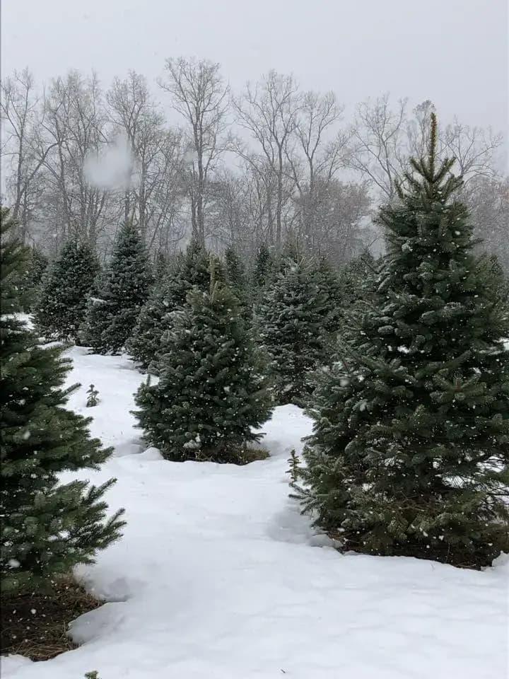 Snow-covered evergreen trees
