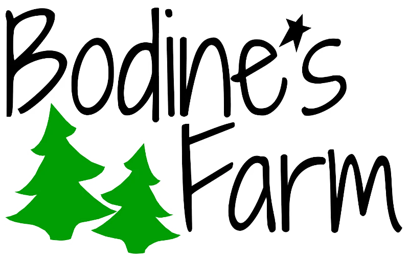 Bodine's Christmas Tree Farm